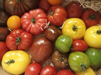 Tomates d'antan melangees